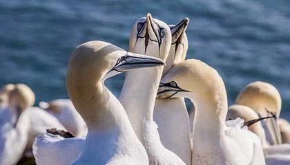 世界杯高清直播平台app下载-米兰冬残奥会开幕式中国体育代表团旗手公布