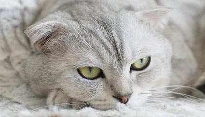 深圳成都延续乒超女团不败 丁宁战双打首钢输德比