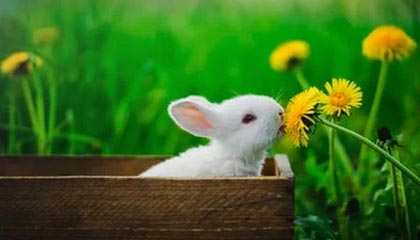 世界杯高清直播平台app下载-米兰冬残奥会开幕式中国体育代表团旗手公布